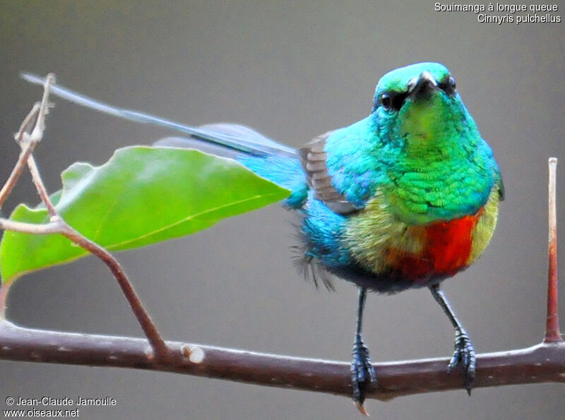 Beautiful Sunbird male, Behaviour