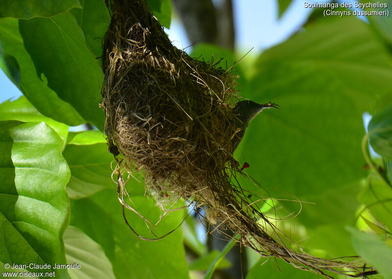 Seychelles Sunbird, feeding habits, Reproduction-nesting