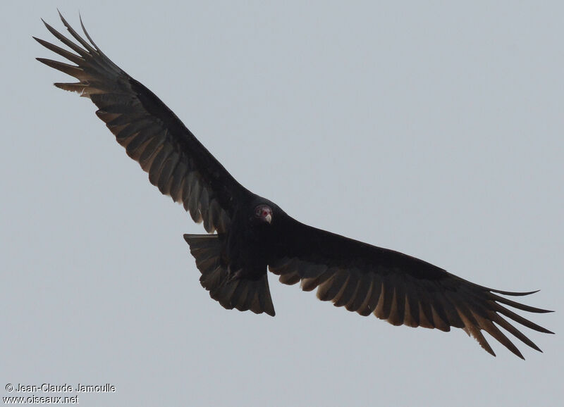 Turkey Vulture, Flight