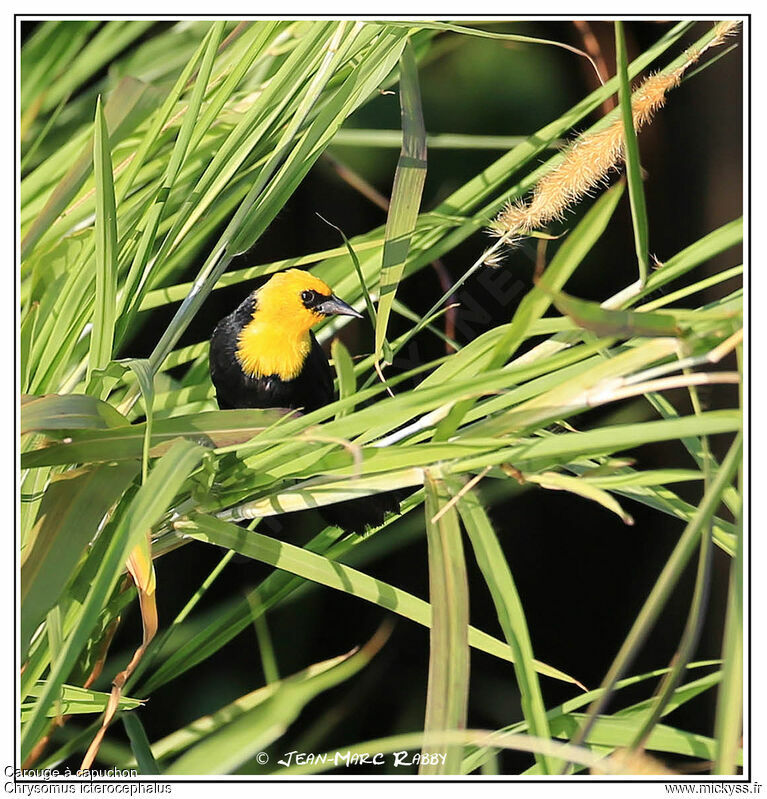 Yellow-hooded Blackbird, identification