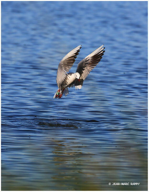 Slender-billed Gull, Flight