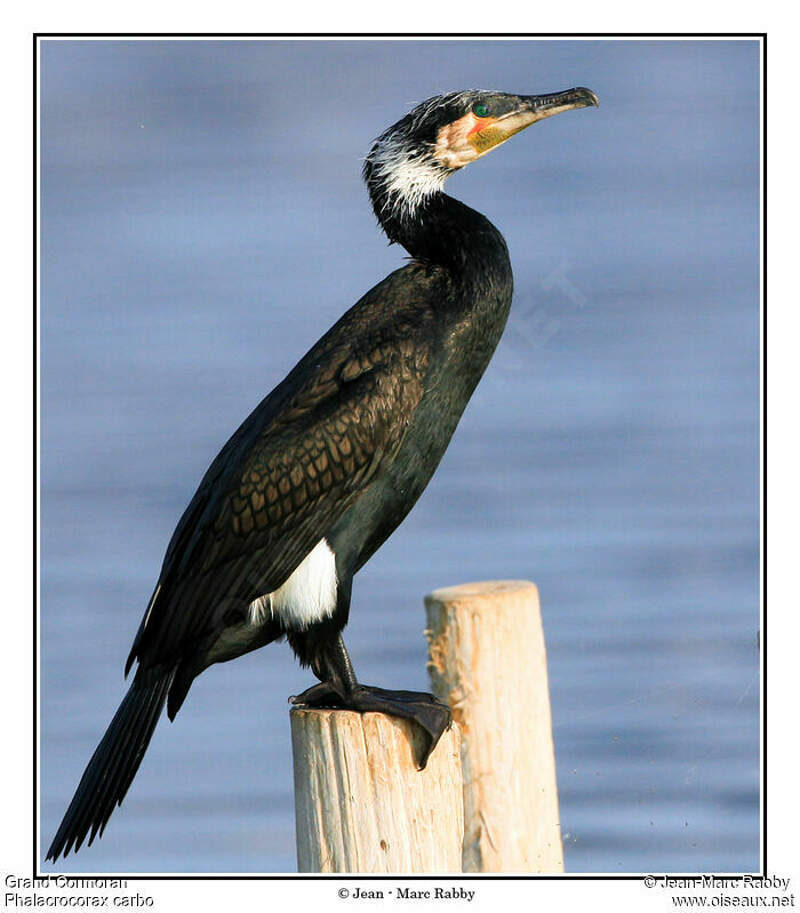 Great Cormorant Phalacrocorax Carbo Male Jmra