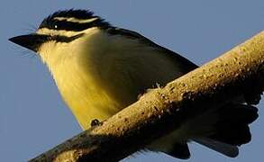 Yellow-rumped Tinkerbird