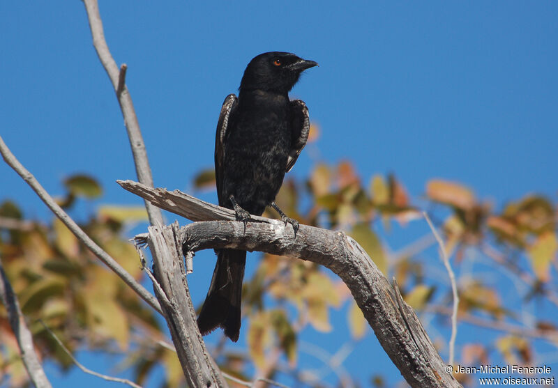 Fork-tailed Drongo, identification
