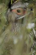 Grey-breasted Spurfowl