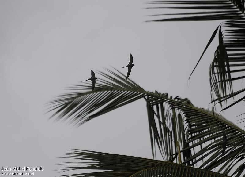 African Palm Swift, habitat, Flight