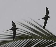 African Palm Swift