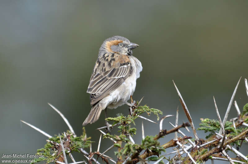 Kenya Sparrow female adult, identification