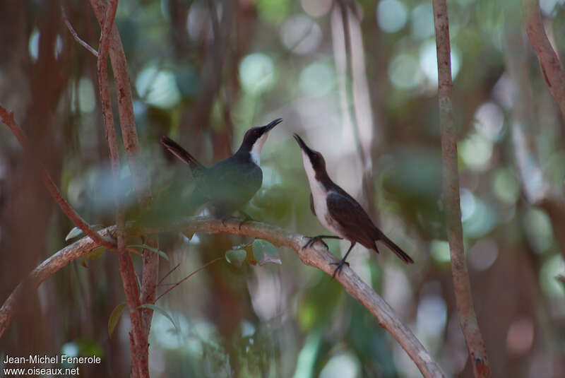 White-breasted Thrasheradult, pigmentation, courting display