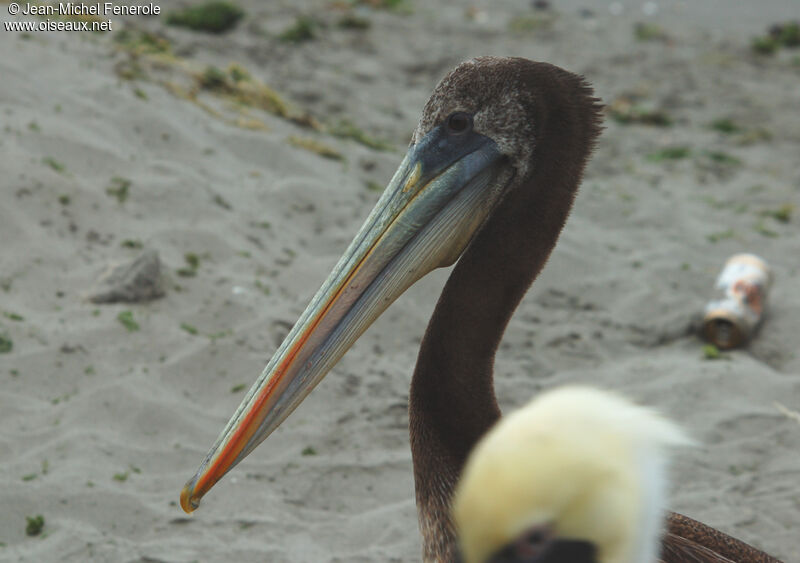Peruvian Pelicanimmature
