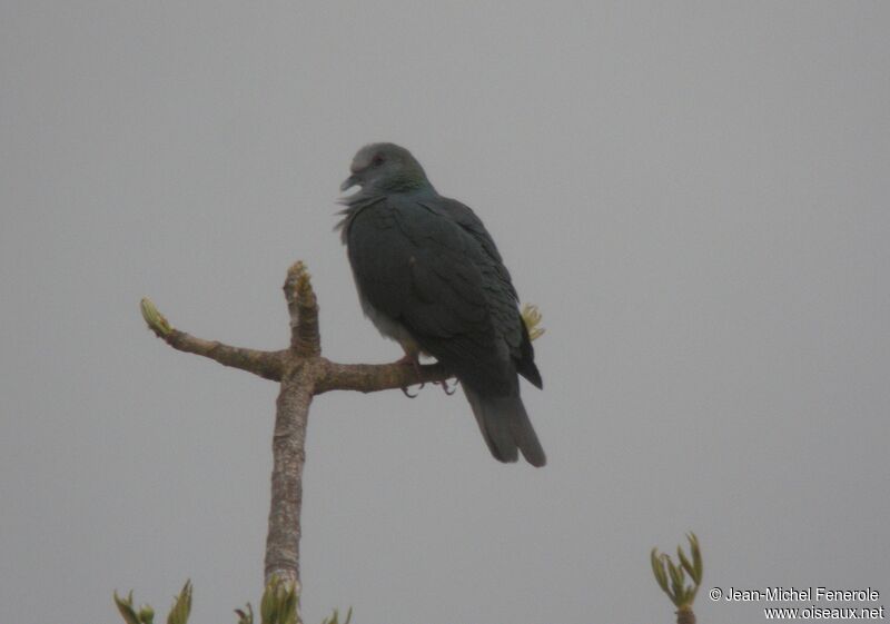 Island Bronze-naped Pigeon