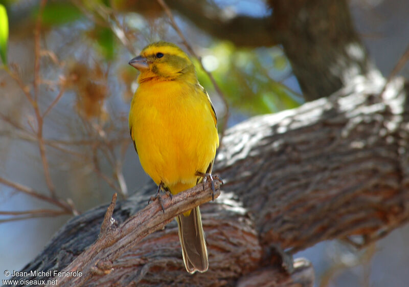 Yellow Canary