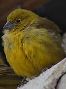 Puna Yellow Finch