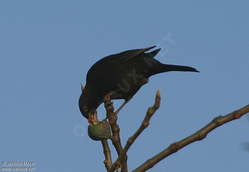 Common Blackbird male adult, feeding habits, Behaviour