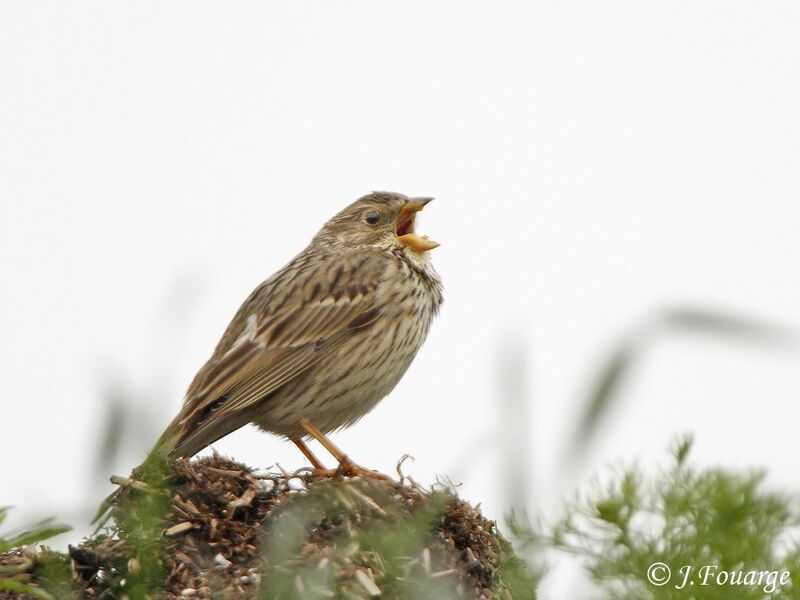 Corn Bunting male adult, identification, Reproduction-nesting, song, Behaviour