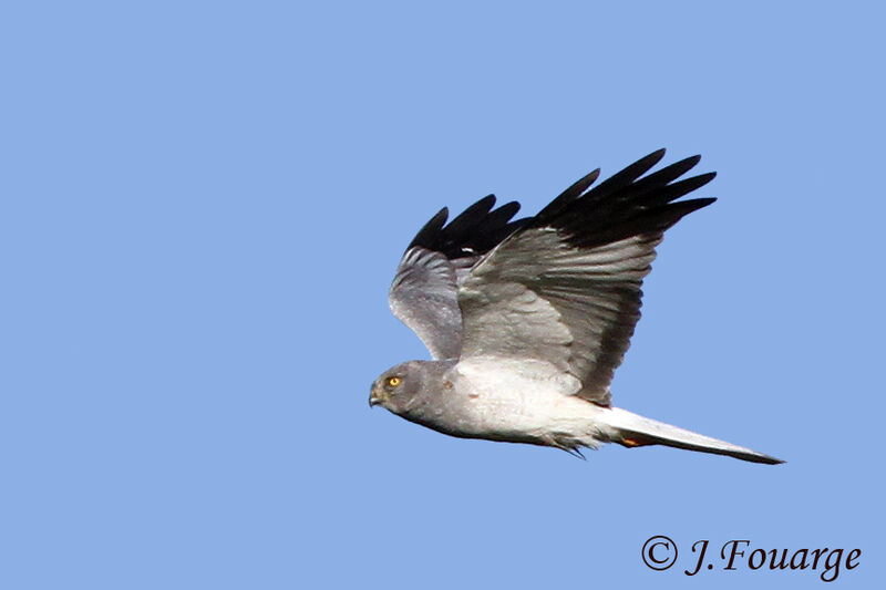 Hen Harrier male adult, Flight