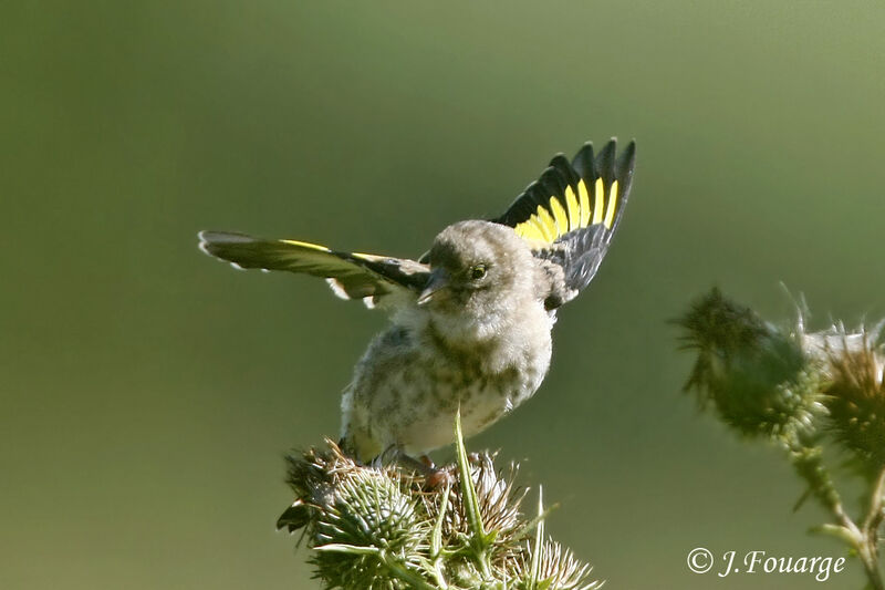 European Goldfinchjuvenile, identification, feeding habits, Behaviour
