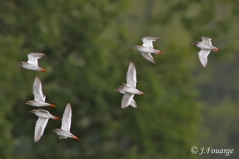 Common Redshank, Flight