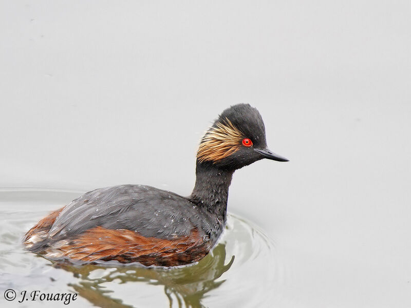 Black-necked Grebe male adult, identification, Reproduction-nesting