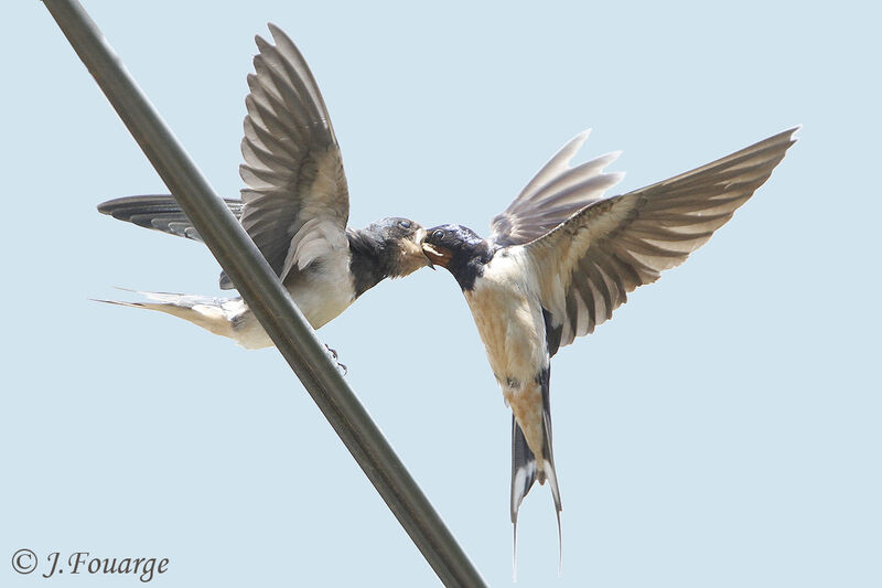 Barn Swallow male adult, identification, Flight, feeding habits, Behaviour