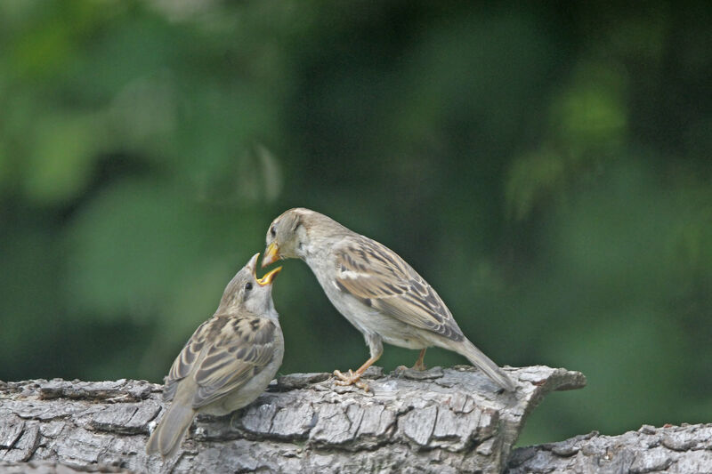 House Sparrow female, identification, Reproduction-nesting, Behaviour