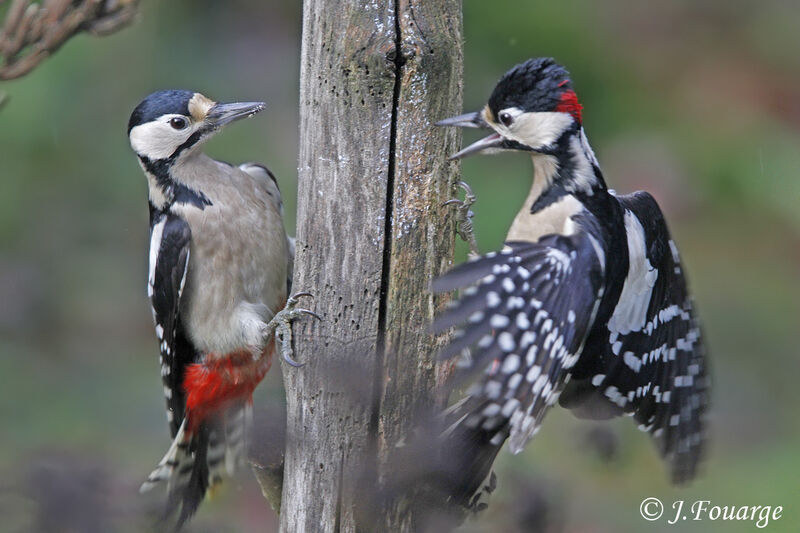 Great Spotted Woodpecker, identification, feeding habits, song, Behaviour