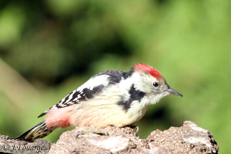 Middle Spotted Woodpecker, identification