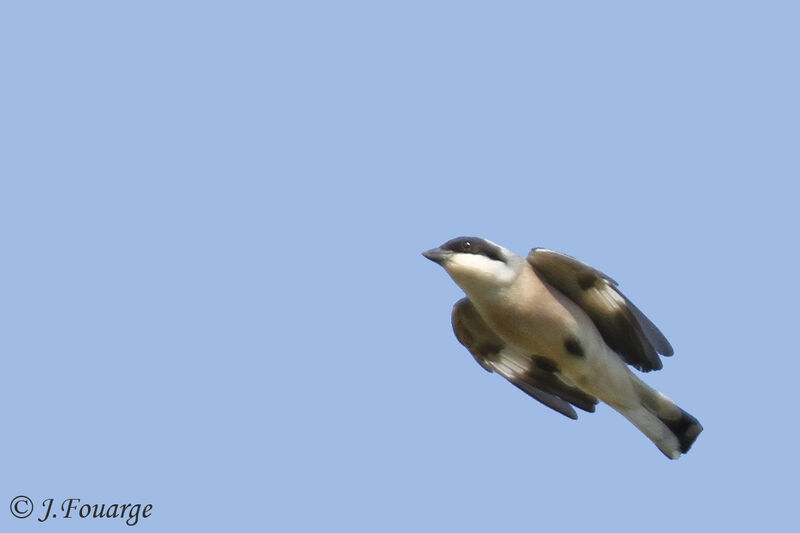 Lesser Grey Shrikeadult, Flight