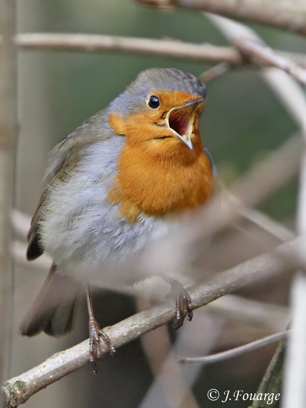 European Robin male, song