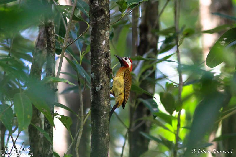Spot-breasted Woodpecker male adult, habitat, pigmentation