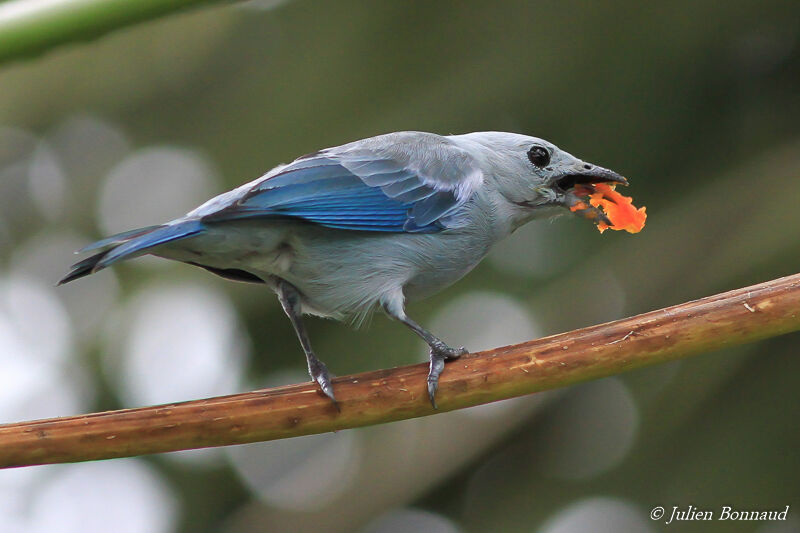 Blue-grey Tanager, eats