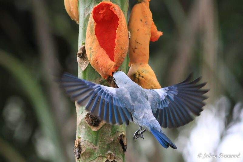 Blue-grey Tanager, eats