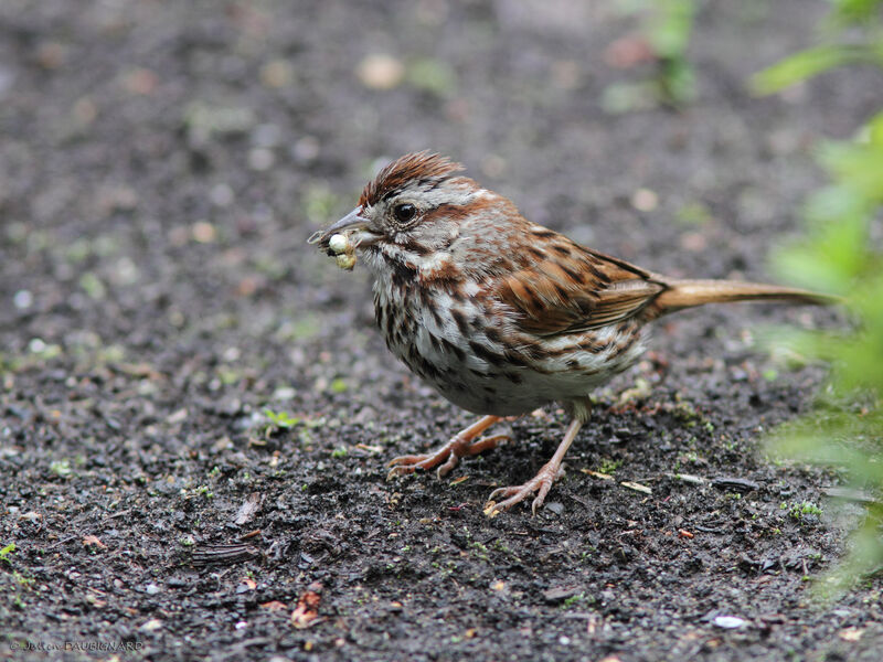 Song Sparrowadult, identification