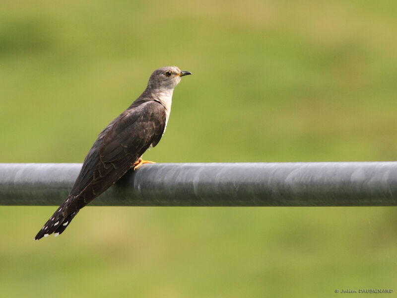 Common Cuckoo, identification