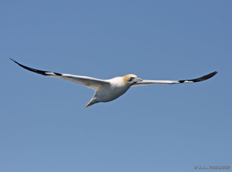 Northern Gannet, Flight