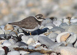 Common Ringed Plover