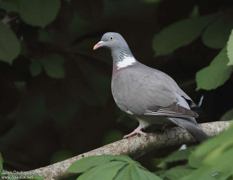 Pigeon ramieradulte, identification
