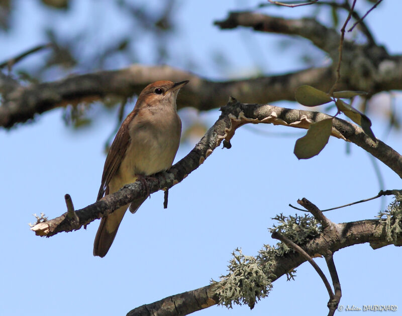 Common Nightingale, identification
