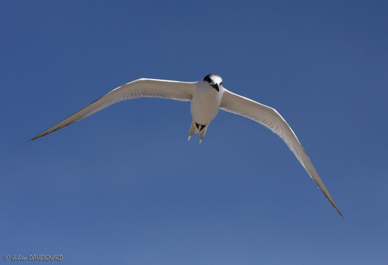 Sandwich Tern, Flight