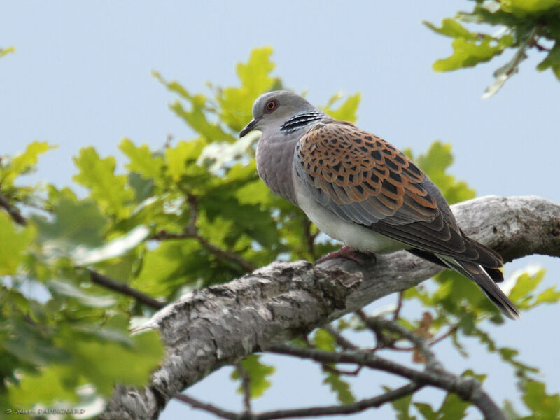 European Turtle Dove male adult, identification, song