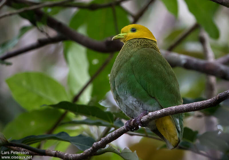 Whistling Fruit Dove male adult