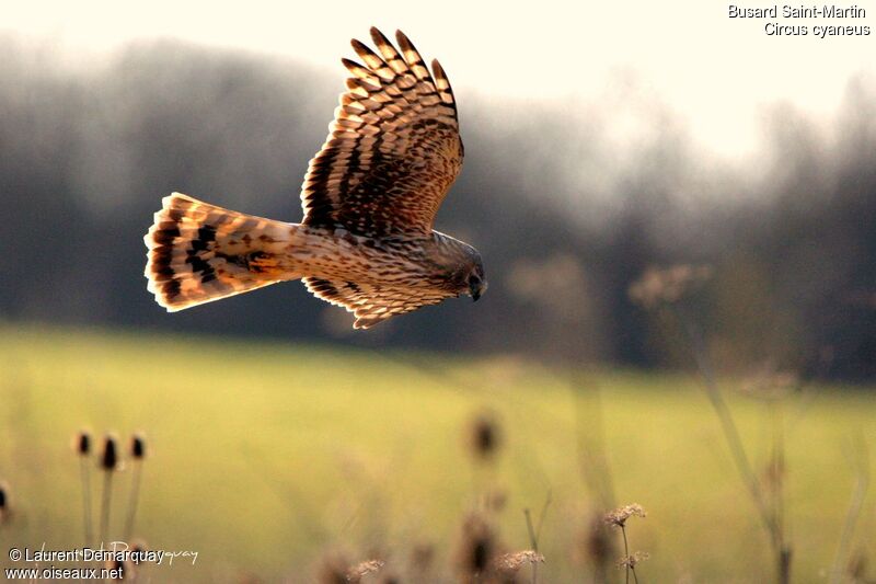 Hen Harrier female, Flight