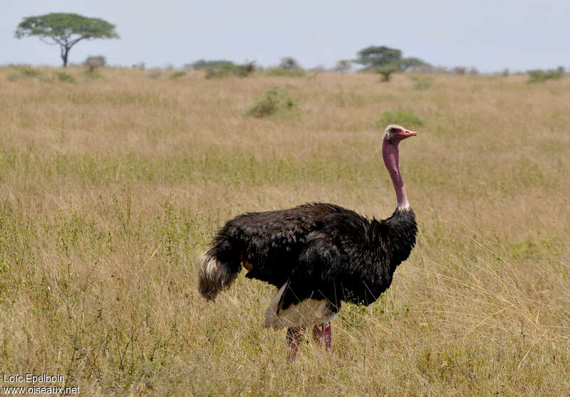 Common Ostrich male adult breeding, habitat