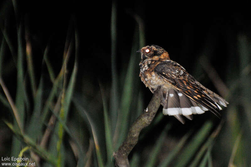 Spot-tailed Nightjaradult, identification