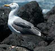 Yellow-legged Gull (atlantis)