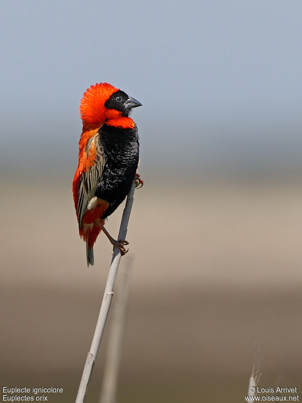 Southern Red Bishop male