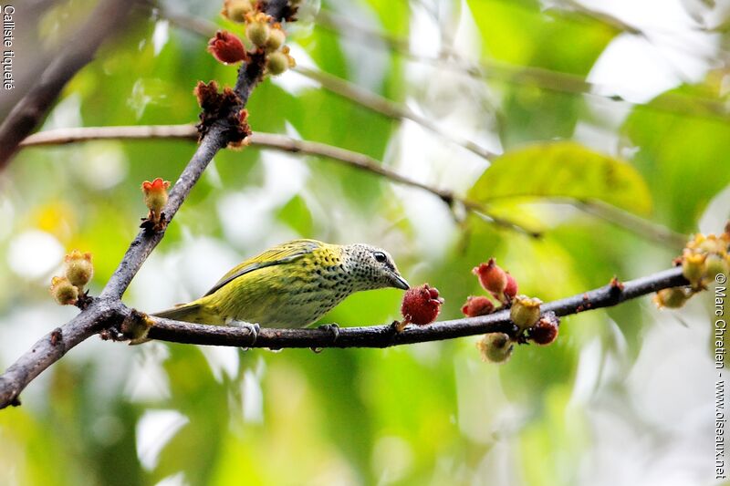 Speckled Tanager, identification