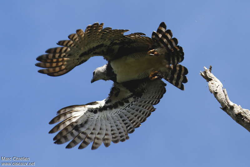 Harpy Eagle female adult, Flight