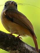 Ruddy-tailed Flycatcher