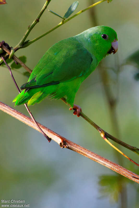 Green-rumped Parrotletadult, identification